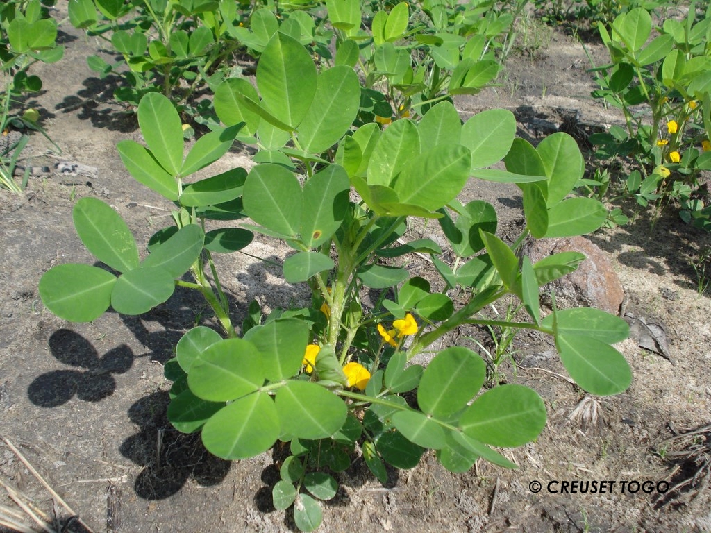 Les activités agricoles à la ferme du centre Kandyaa