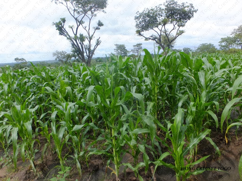 Agroforesterie à Sokodé : Des nouvelles de la ferme de l&rsquo;Ong Creuset Togo
