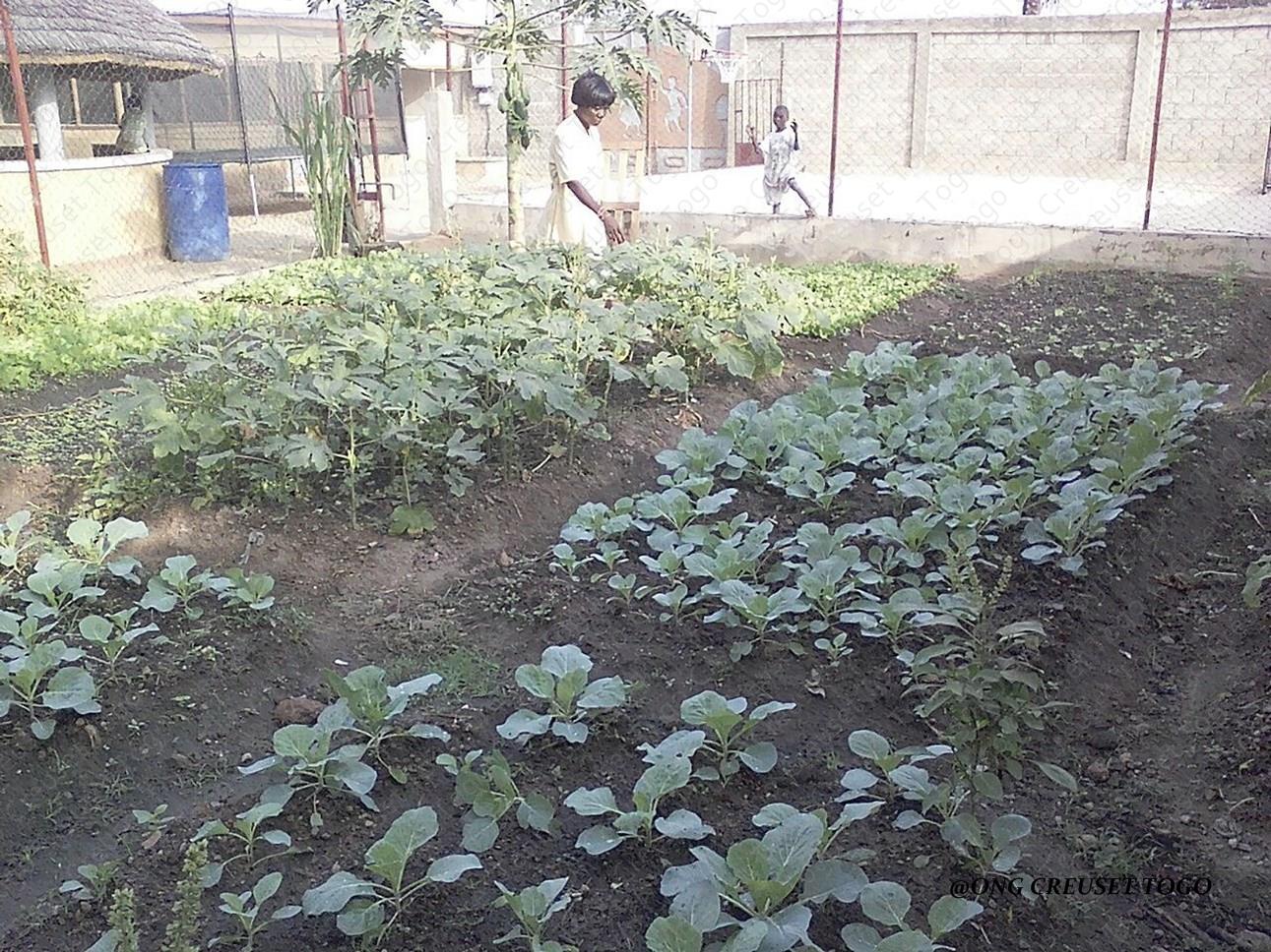 Un tour dans le potager du Centre d’Accueil  KANDYAA à Sokodé.