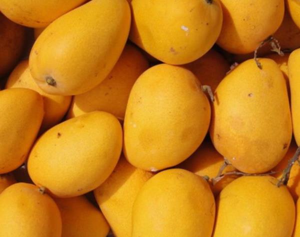 Valorisation du patrimoine fruitier togolais : du jus de fruits naturels à Sokodé
