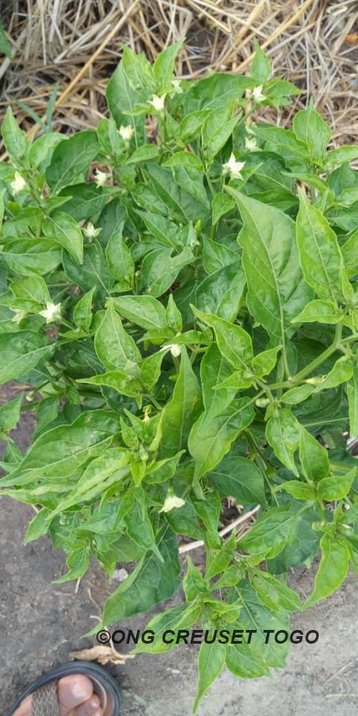 Un tour à la ferme agricole de Creuset avec les images du potager